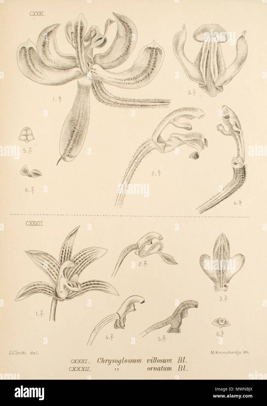 . Anglais : illustration d'Pilophyllum villosum de SMITH, Johann Jacob von Monochapelle : Java, Figurenatlas . Entre 1908 et 1910. J.J.Smith (éditeur) 485 Pilophyllum villosum - Die von Monochapelle Tafel 45 - Java Banque D'Images
