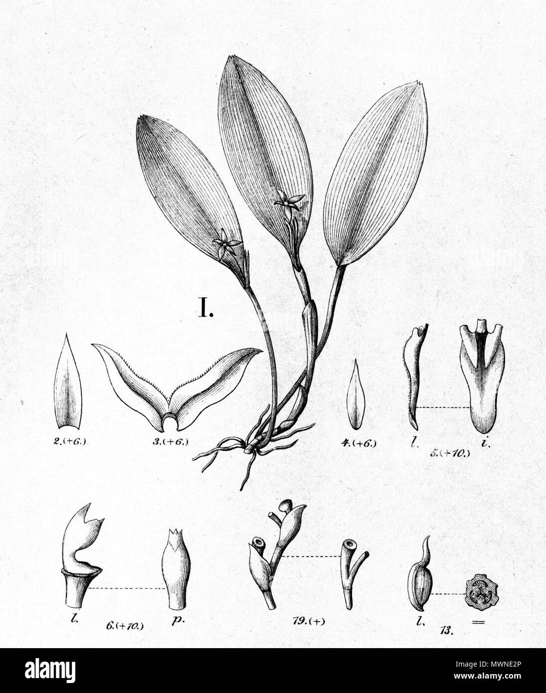 . Illustration de Anathallis brevipes (comme syn.Pleurothallis modesta) . 1896. Alfred Cogniaux (1841 - 1916) 43 Anathallis brevipes (comme syn.Pleurothallis modesta)- couper à partir du FL Br 3-4-94 Banque D'Images