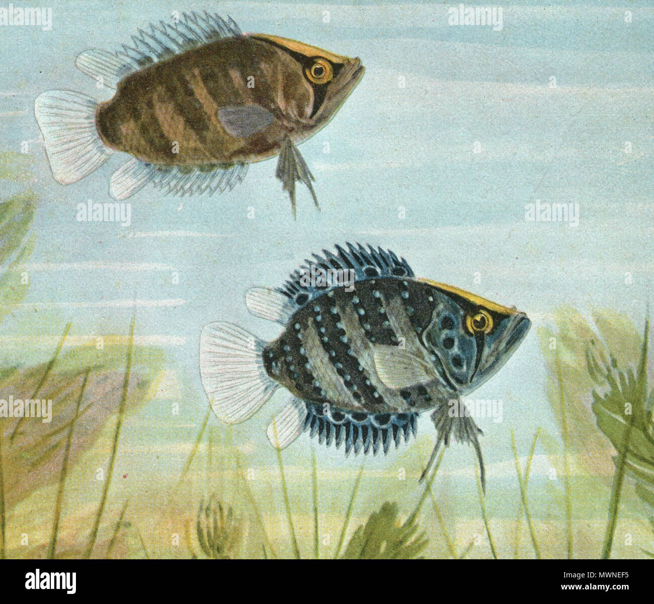 . Polycentrus schomburgkii : Deutsch, Aquarell von Wilhelm Schreitmüller aus dem Jahr 1924. 1924. Wilhelm Schreitmüller (1870-1945). Polycentrus schomburgkii 492 Banque D'Images