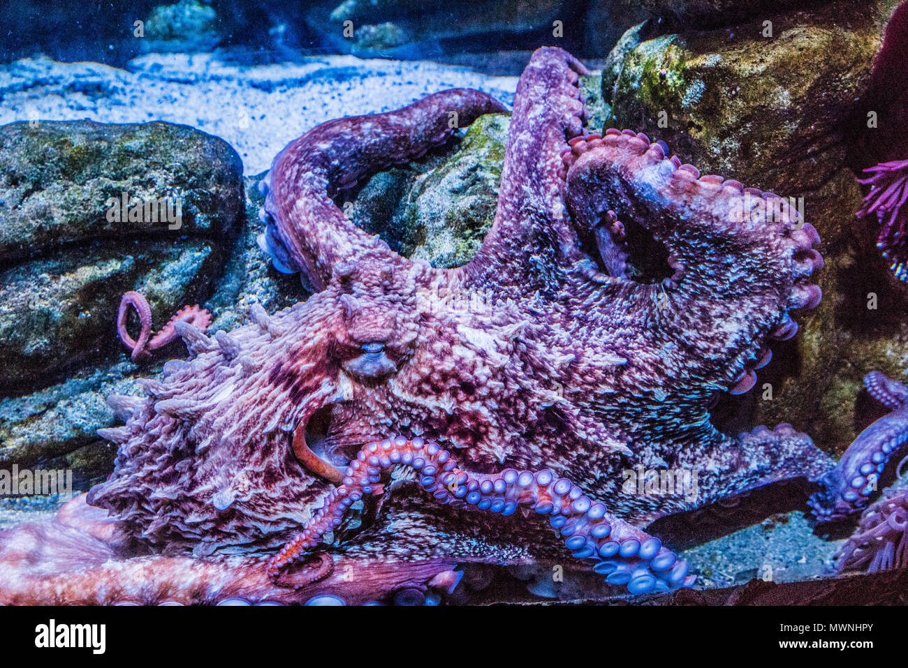 New England Aquarium - Boston, Massachusetts, USA Banque D'Images