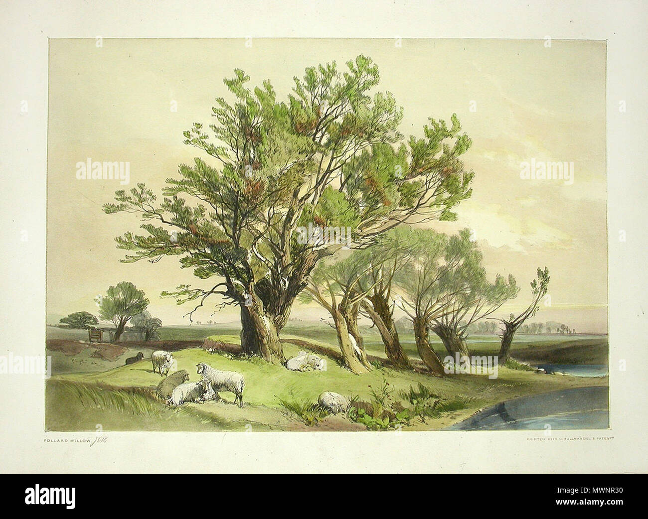 . English : Main, arbre et paysage lithographies provenant d'une collection d'estampes par James Duffield Harding intitulée "Le Parc et la forêt", publié en 1841. 1841. James Duffield Harding (1798-1863) 307 James Duffield Harding07 Banque D'Images