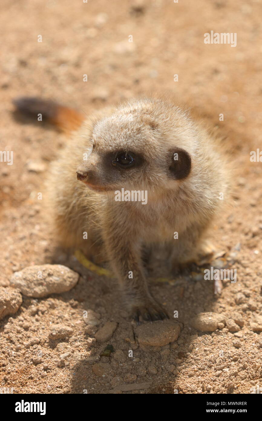 Meerkat Zoo de Newquay à bébé Banque D'Images