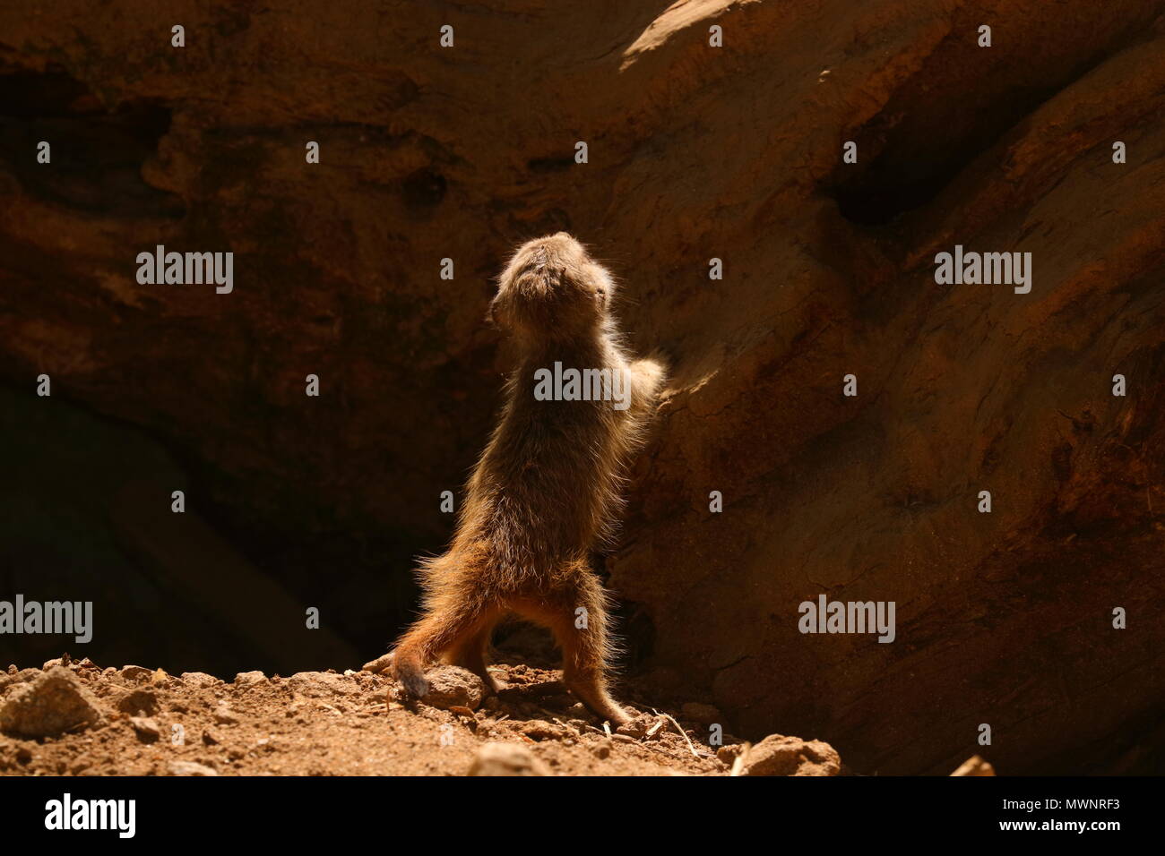 Meerkat Zoo de Newquay à bébé Banque D'Images