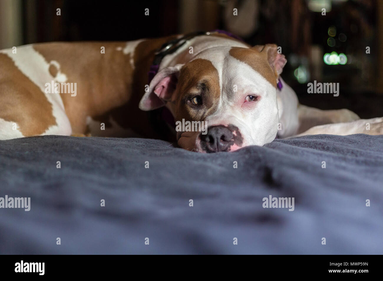 Un chien pitbull de race mixte (américain et américain Staffordshire Pit Bull Terriers) (Canis lupus familiaris) pose sur un lit, Banque D'Images