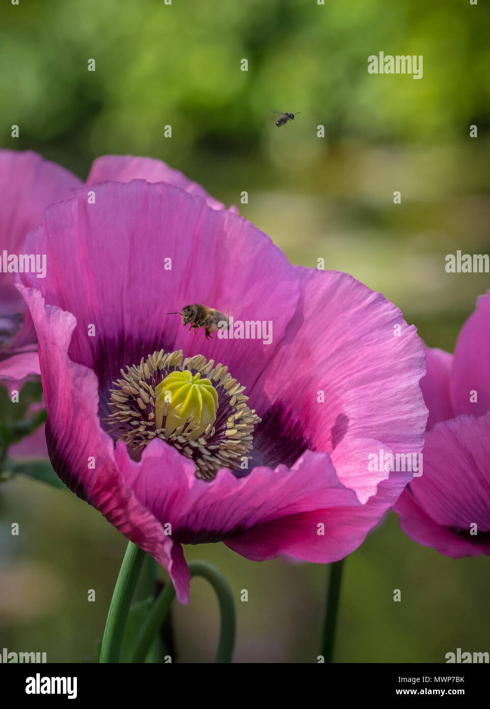 Rose-violet lumineux unique coquelicot avec un vol d'abeilles au-dessus du centre de la fleur. Banque D'Images