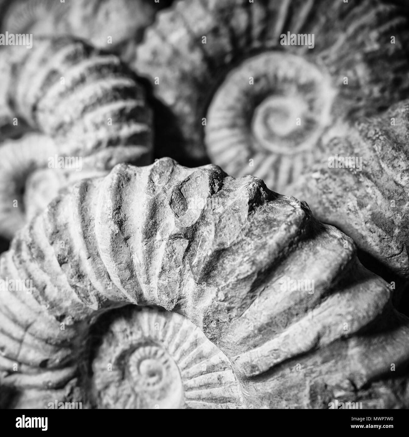Détail du fossile d'ammonite de millions d'années. Banque D'Images