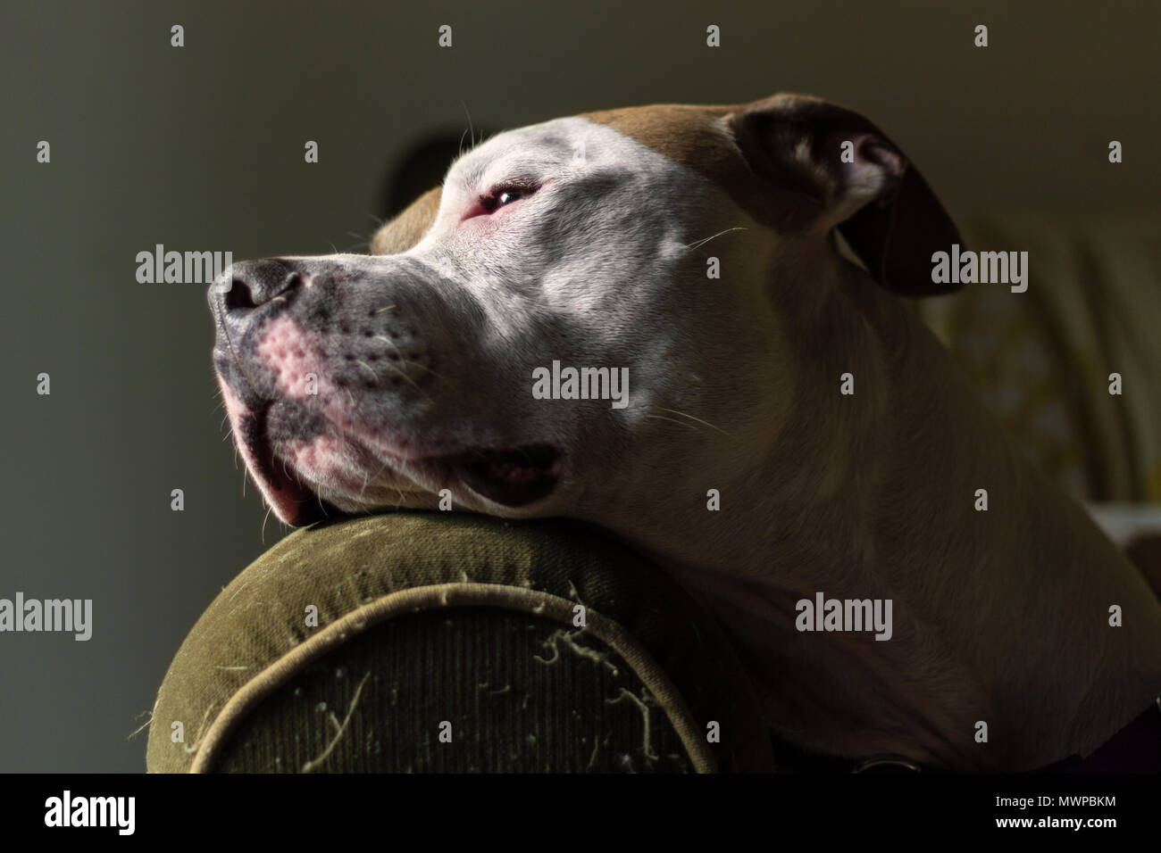 Un chien pitbull de race mixte (américain et américain Staffordshire Pit Bull Terriers) (Canis lupus familiaris) repose, le contenu d'aspect et noble. Banque D'Images