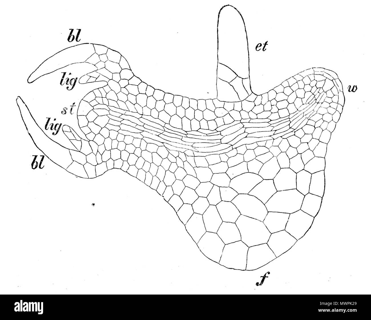 . Selaginella martensii. Längsschnitt durch embryon/section longitudinale à travers un embryon. Embryopträger, et  = w  = Wurzel/racine, f  = Se Balader/pied, bl  = 15 cases/feuilles, lig  = Ligula/ligule, st  = Stammscheitel/apex. nach Pfeffer . 1900. de:Heinrich Schenck 550 embryons Selaginella Strasburger 1900 Banque D'Images