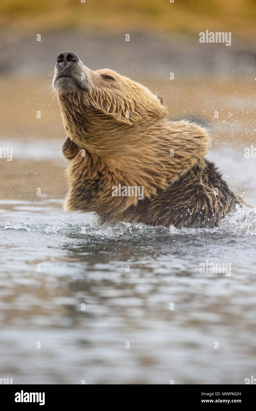 Ours grizzli (Ursus arctos)- secouant l'eau de la fourrure dans la rivière Chilko, Chilcotin Wilderness, Colombie-Britannique BC, Canada Banque D'Images