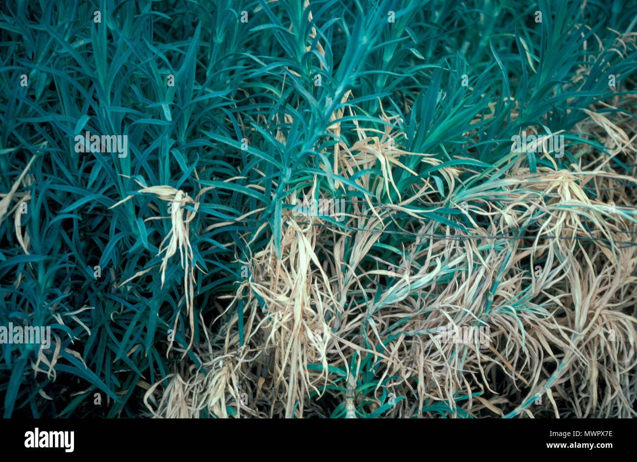 Fusariose de l'ŒILLET (DIANTHUS SUR BUSH) Banque D'Images