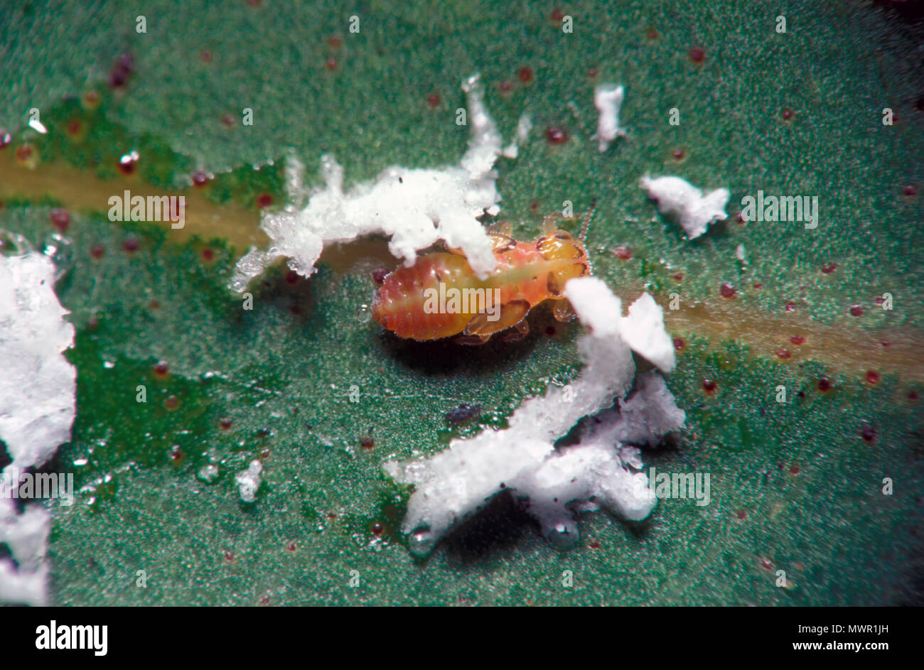 GROS PLAN D'UNE NYMPHE PSYLLID (POUX DE PLANTE SAUTANTE) CE SONT DE PETITS INSECTES QUI SE NOURRISSENT DE PLANTES ET SONT NOTOIRES RAVAGEURS AGRICOLES ET DE JARDIN. Banque D'Images