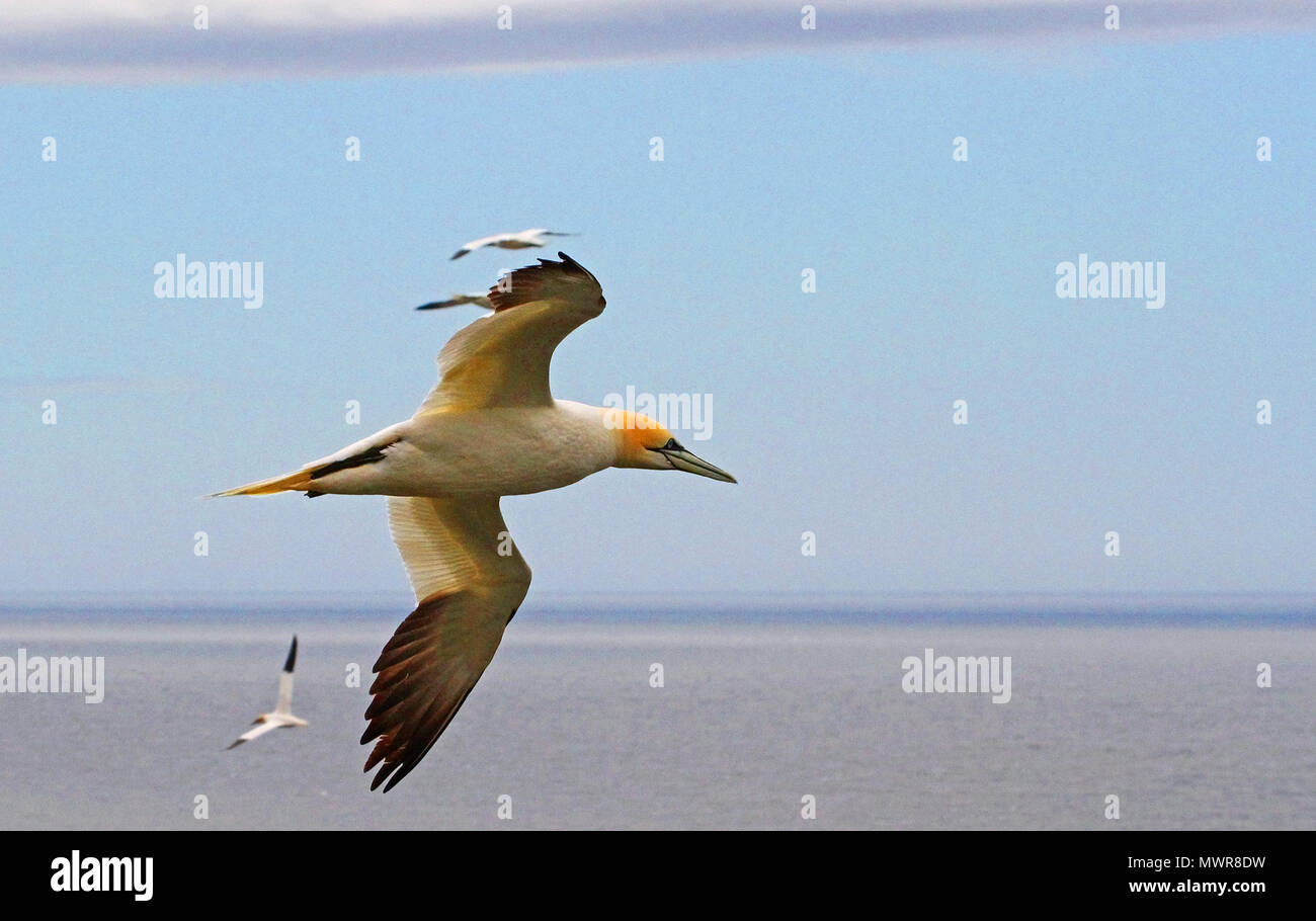 L'un des plus grands oiseaux de l'Atlantique Nord, le Fou de Bassan est aussi spectaculaire qu'il plonge dans la mer à la poursuite de poissons. Banque D'Images