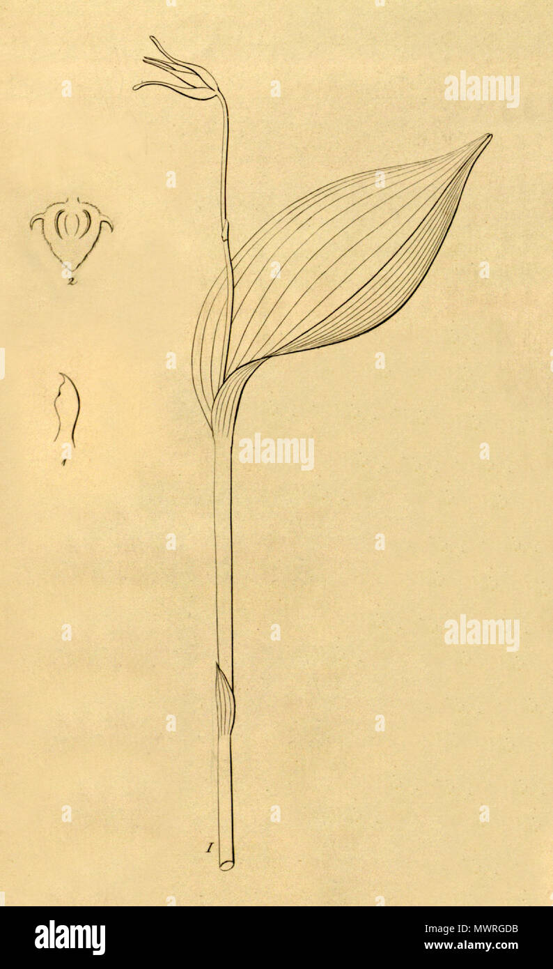 . Illustration de Pleurothallis gratiosa . 1858. Heinrich Gustav Reichenbach (1823-1889) Friedrich Wilhelm Ludwig Kränzlin (1847-1934) 489 Pleurothallis gratiosa - couper et modifiés à partir de Xenia vol 1 pl 28, fig. I (1858) Banque D'Images