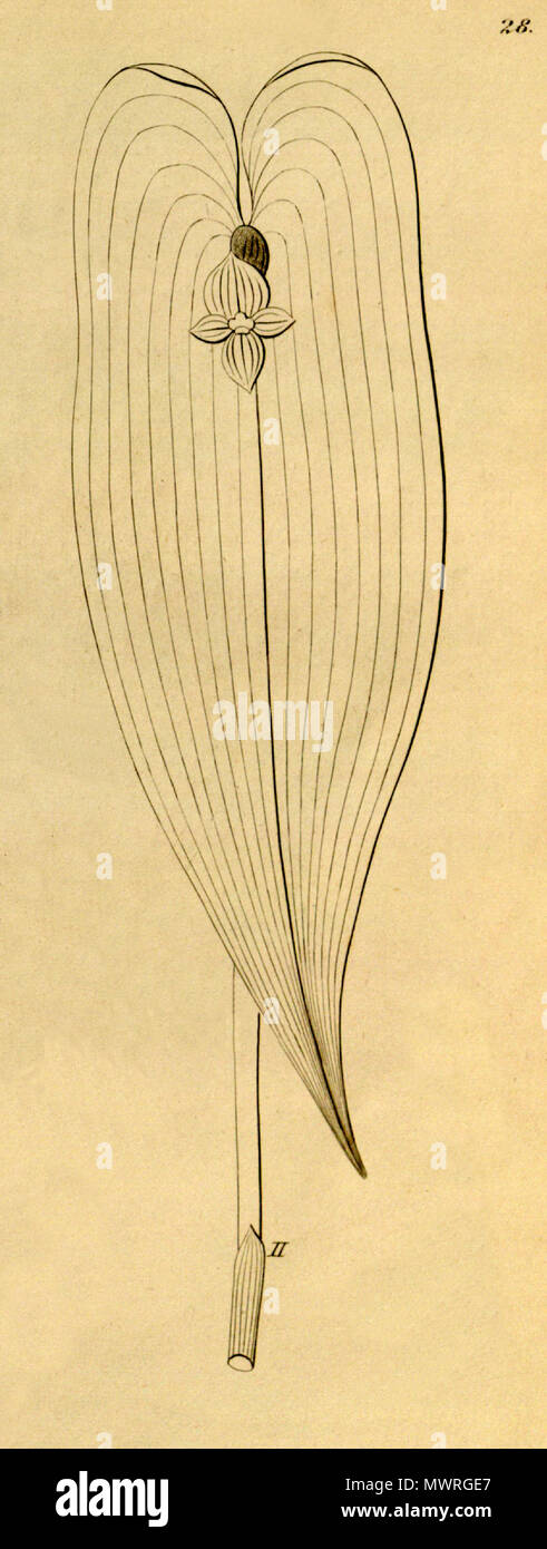 . Illustration de Pleurothallis . cardiostola 1858. Heinrich Gustav Reichenbach (1823-1889) Friedrich Wilhelm Ludwig Kränzlin (1847-1934) 489 Pleurothallis cardiostola - coupé de Xenia vol 1 pl 28, fig. II (1858) Banque D'Images