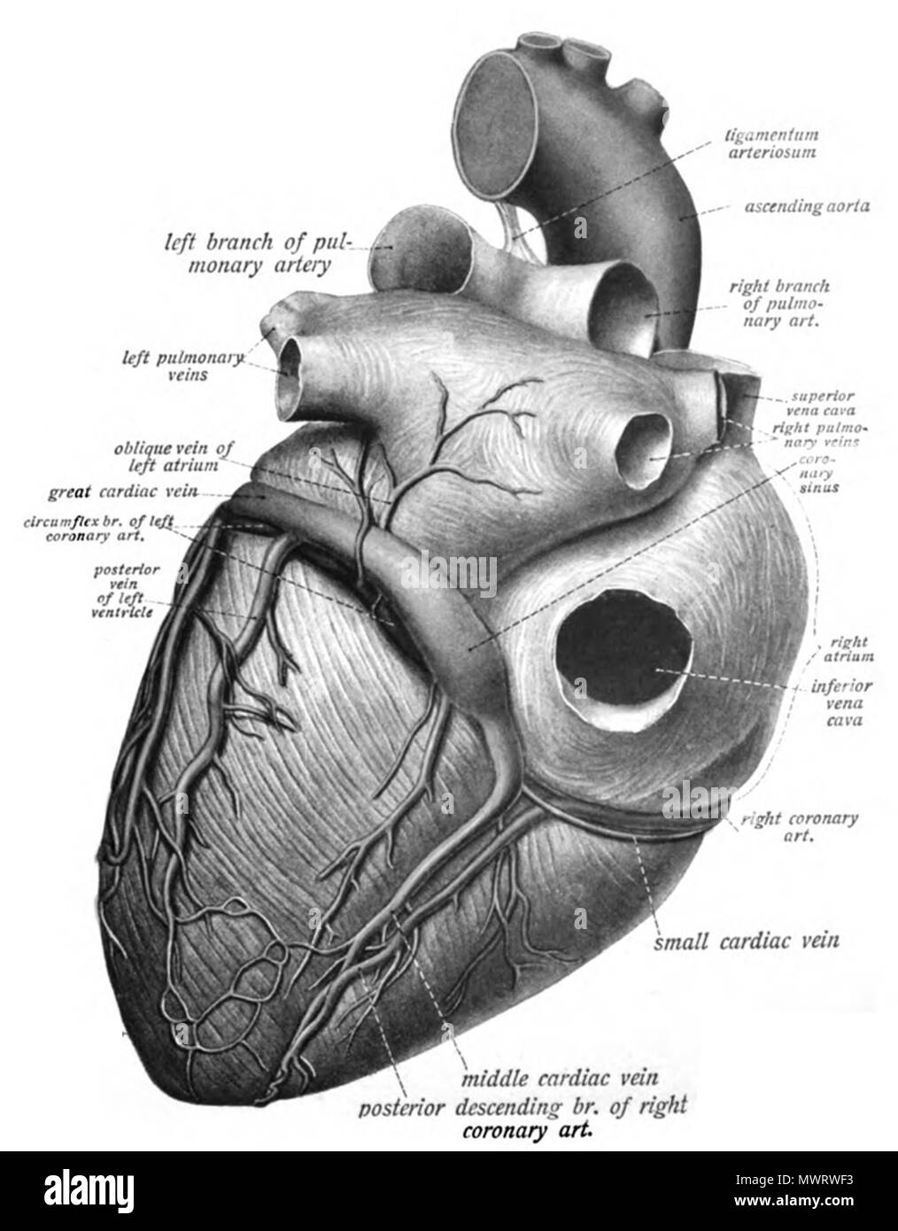 . Anglais : Une illustration anatomique de l'édition 1908 de l'Atlas Sobotta d'anatomie humaine . 22 octobre 2013, 00:36:32. M. Simoneau 565 Sobo 1909537 Banque D'Images