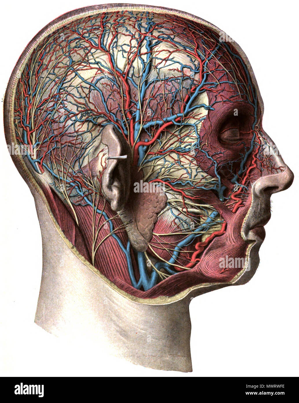 . Anglais : Une illustration anatomique de l'édition 1908 de l'Atlas Sobotta d'anatomie humaine . 22 octobre 2013, 00:36:19. M. Simoneau 565 Sobo 1909542 Banque D'Images