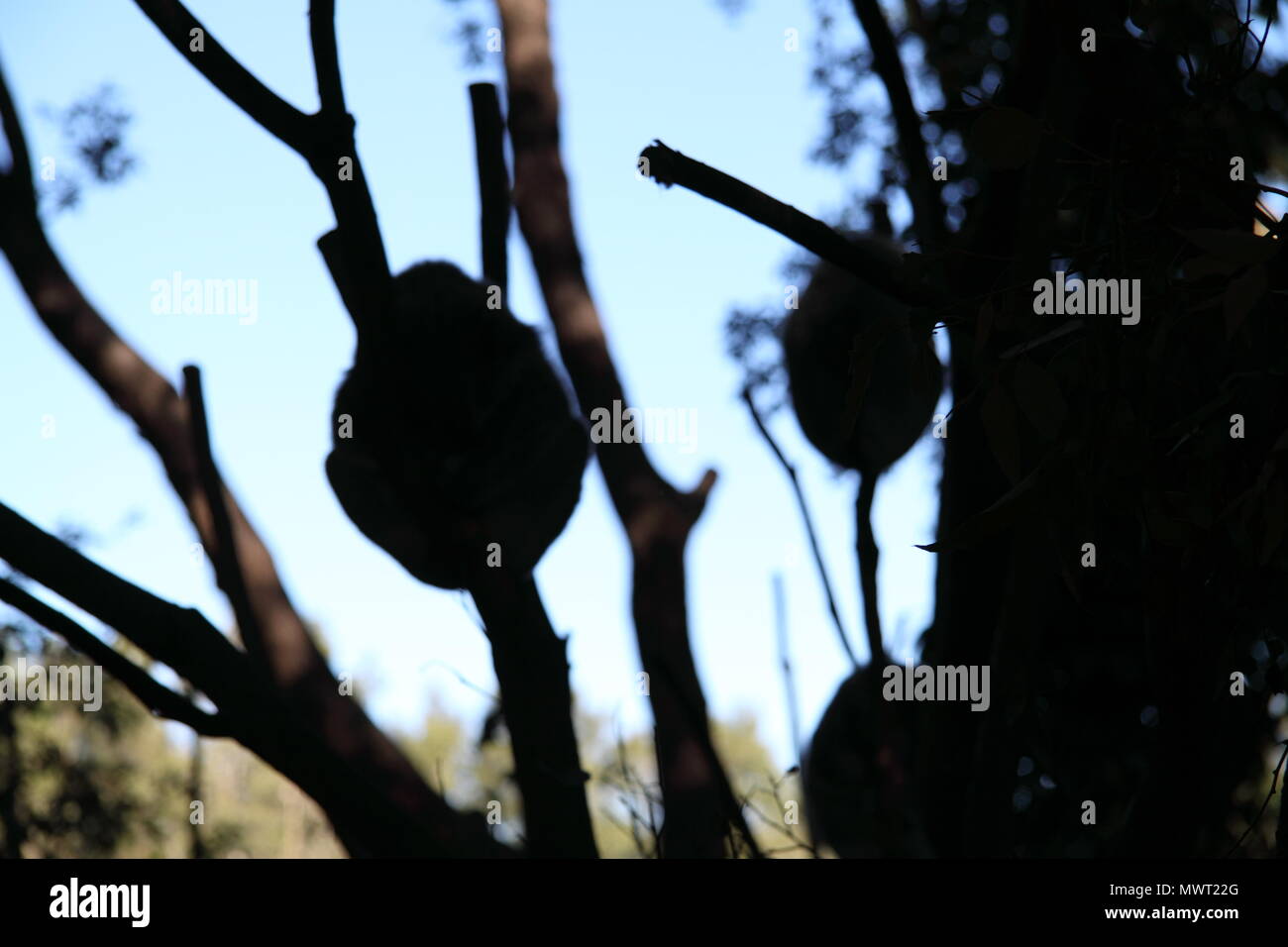 Les Koalas (Phascolarctos cinereus) se reposant dans les arbres d'eucalyptus Banque D'Images