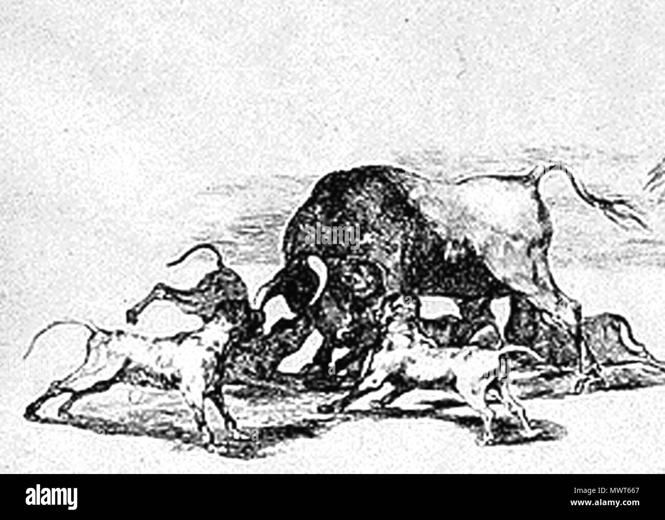 . Anglais : Détail de Goya's 'Echan perros al toro', # 25 de la série Tauromaquia . 1816. Goya 105 Bullfightdetail Banque D'Images