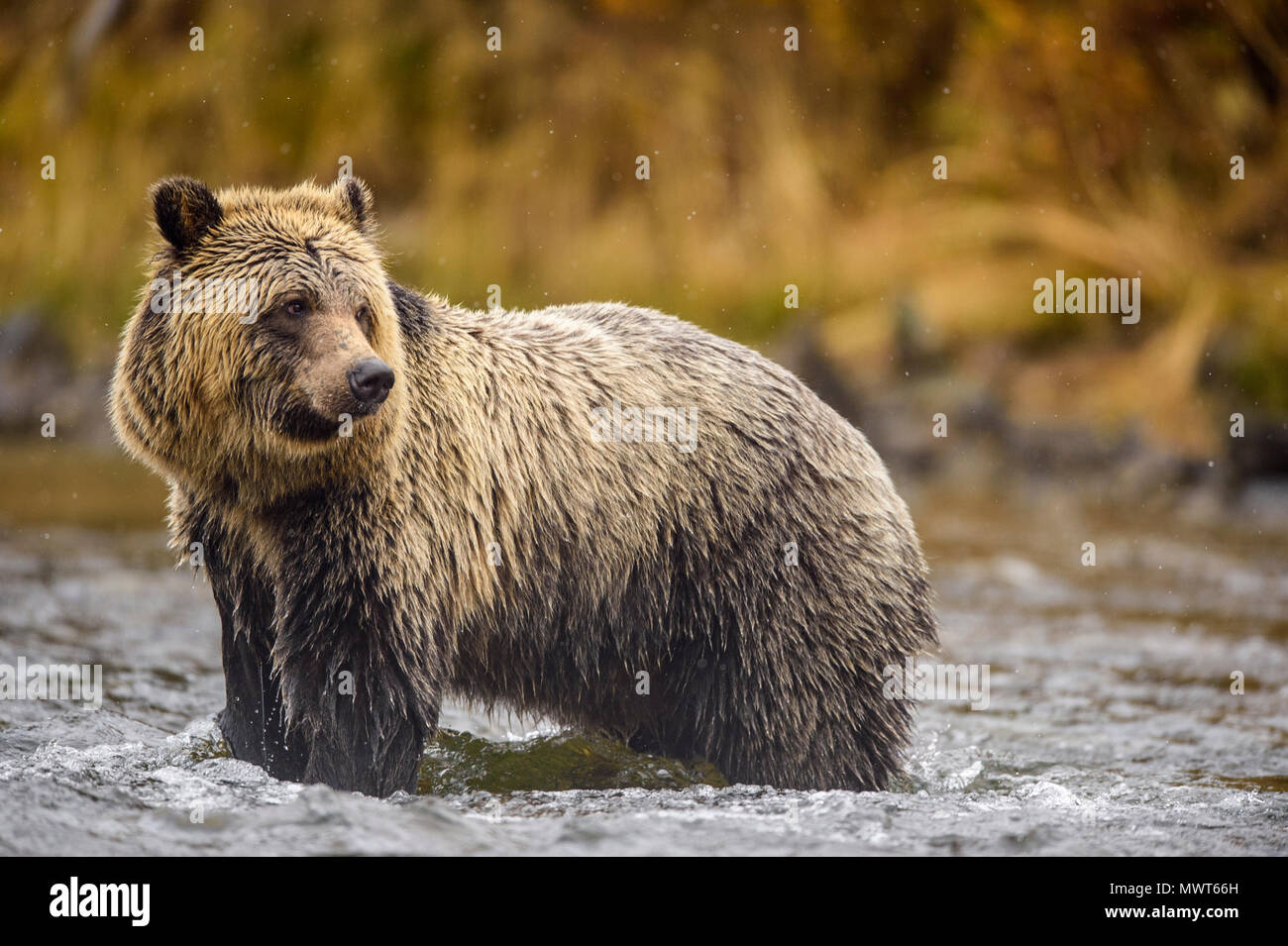Ours grizzli (Ursus arctos) saumon sockeye fraye de chasse sur une rivière pendant la saison de frai, Chilcotin Wilderness, Colombie-Britannique BC, Canada Banque D'Images