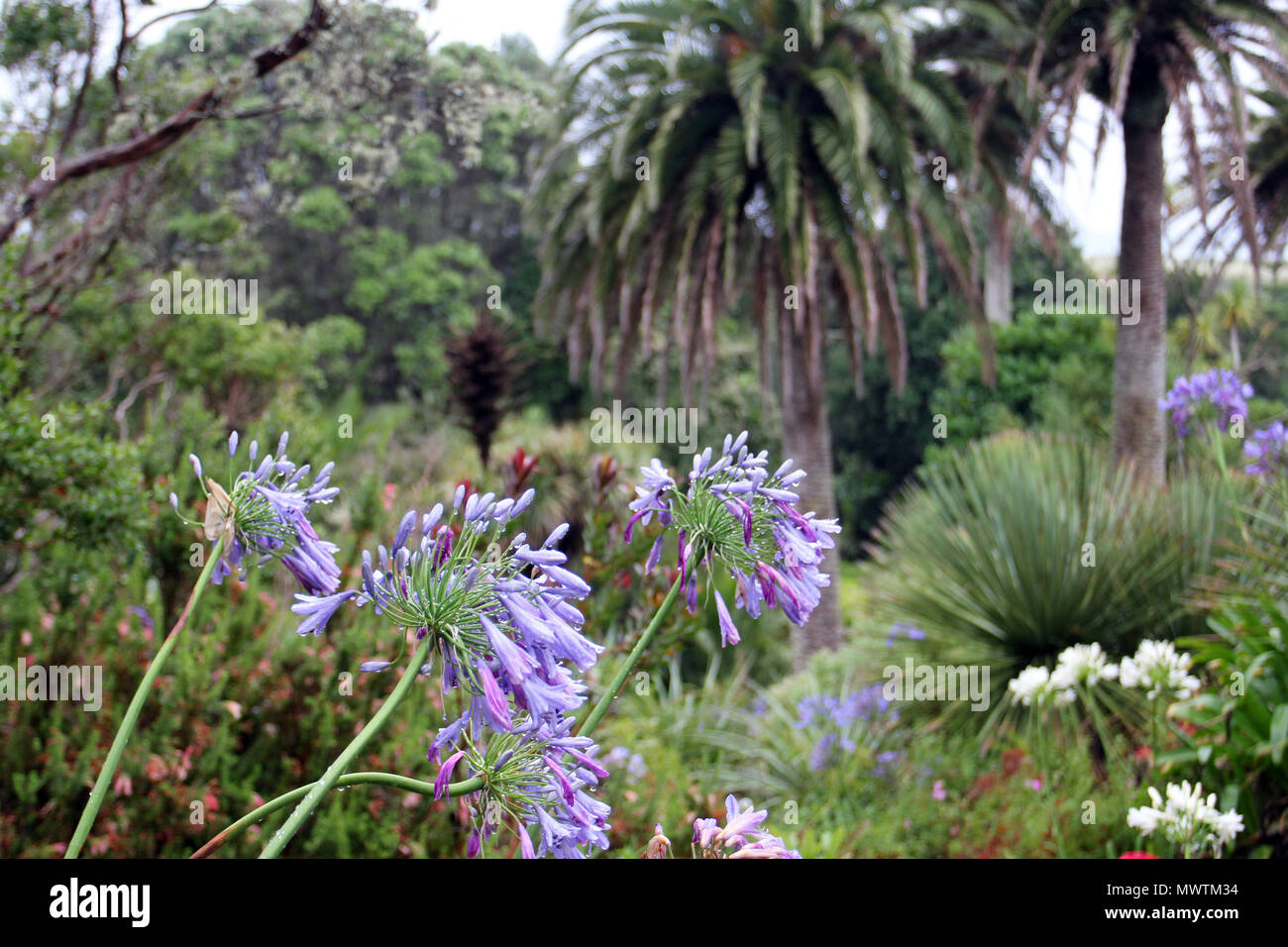 Sous les fleurs tropicales Banque D'Images