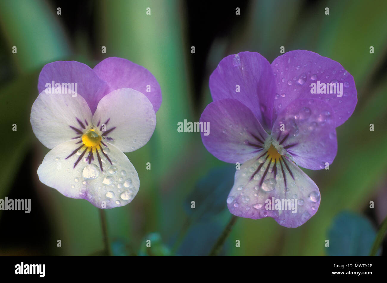 Gouttes de pluie sur fleur violette (Viola) Banque D'Images