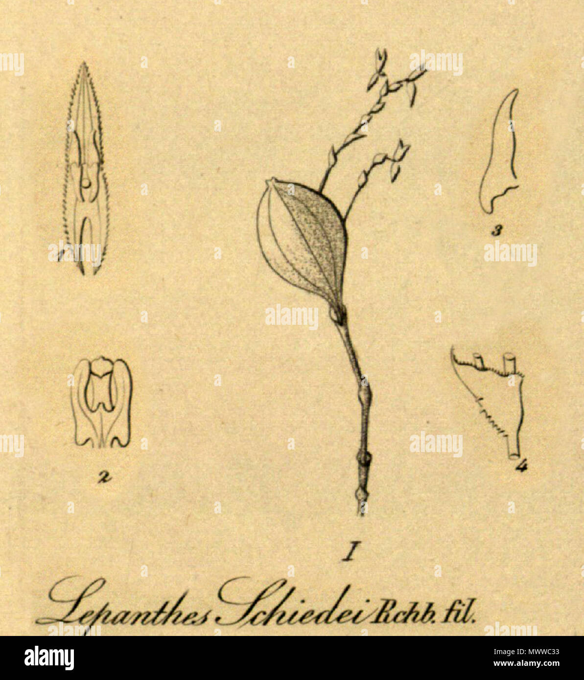 . Illustration de Lepanthes schiedei . 1858. Heinrich Gustav Reichenbach (1823-1889) Lepanthes 368 schiedei - coupé de Xenia vol 1 pl 50 fig I et 1-4 (1858) Banque D'Images