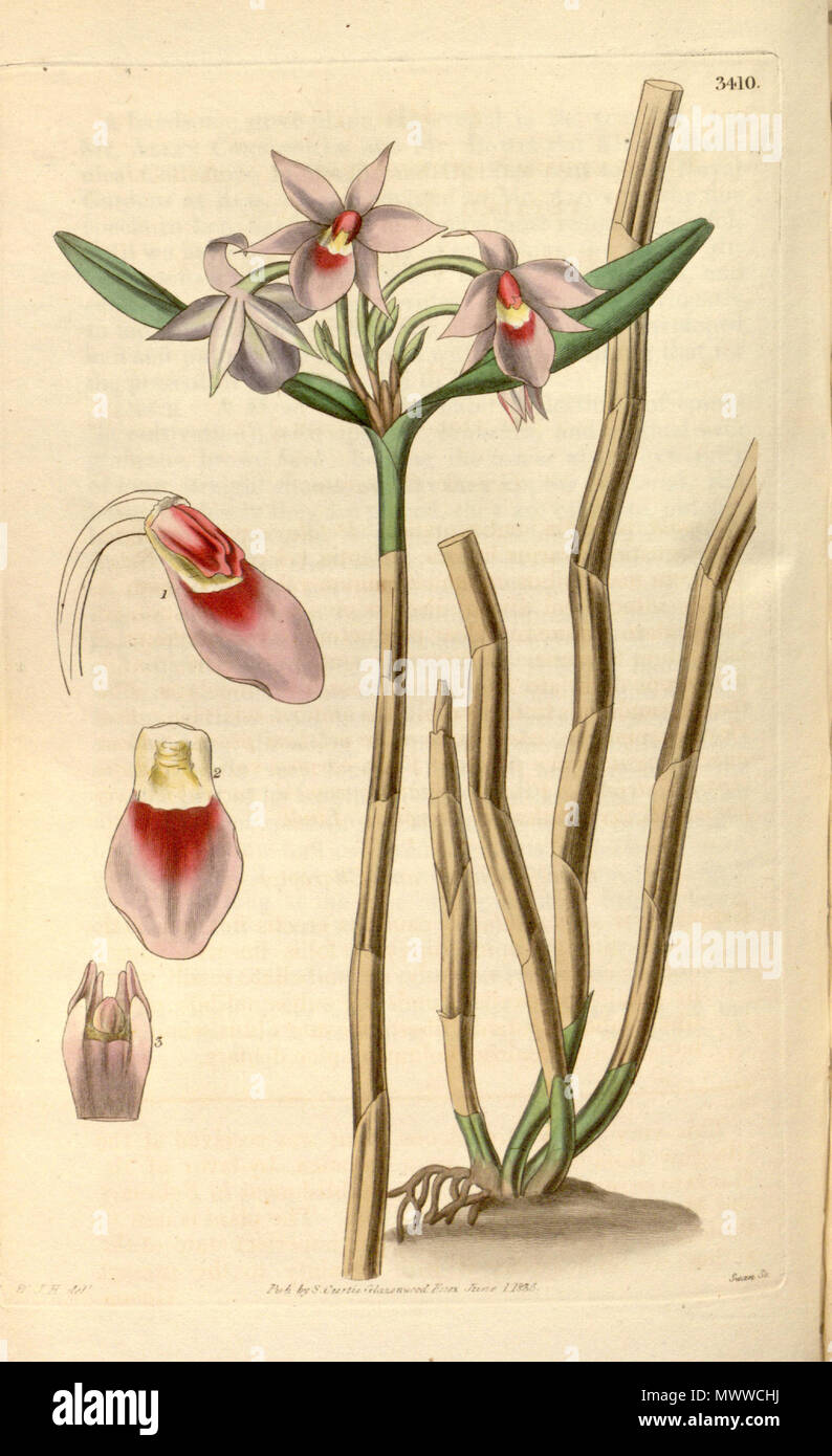 . Illustration de Dimerandra emarginata (syn. Epidendrum stenopetalum) . 1835. W. J. H. ( = William Jackson Hooker) (1785-1865) del., Swan sc. 192 Epidendrum stenopetalum (Dimerandra stenopetala) Curtis c. 62 (N.-É.) 9) PL 3410 Banque D'Images