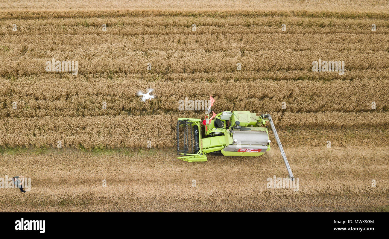 Xinghua. 2 juin, 2018. Dans cette photo aérienne prise le 2 juin 2018, un drone de moissonneuse-batteuse travaille dans un domaine au cours de la démonstration d'un programme pilote agricole avec des processus de production de Xinghua, la Chine de l'est la province de Jiangsu. Crédit : Li Xiang/Xinhua/Alamy Live News Banque D'Images