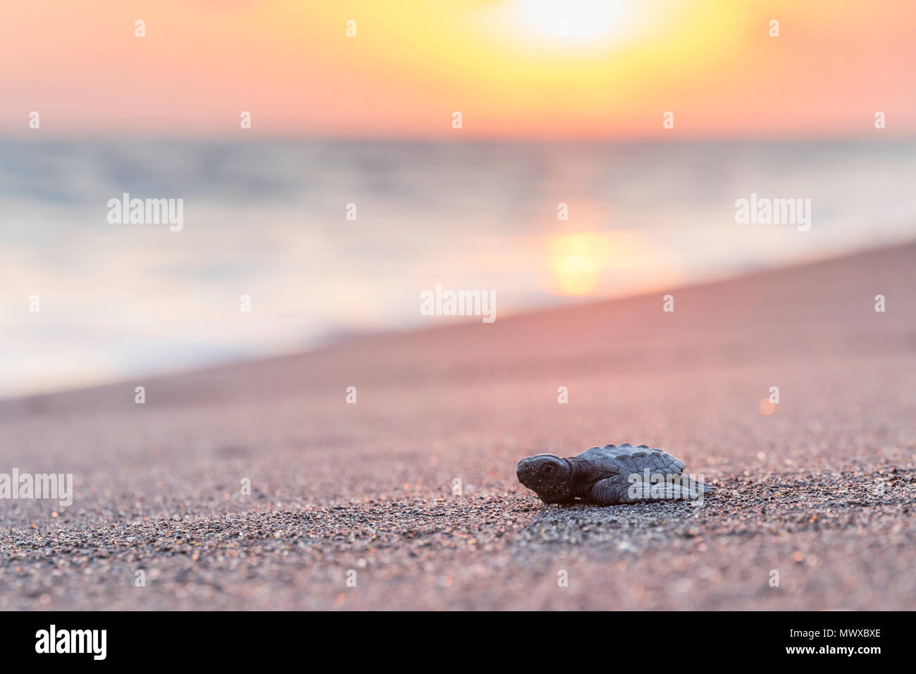 Bébé tortue parution de la pisciculture locale sur son chemin vers l'océan, MONTERRICO, Guatemala, Amérique Centrale Banque D'Images