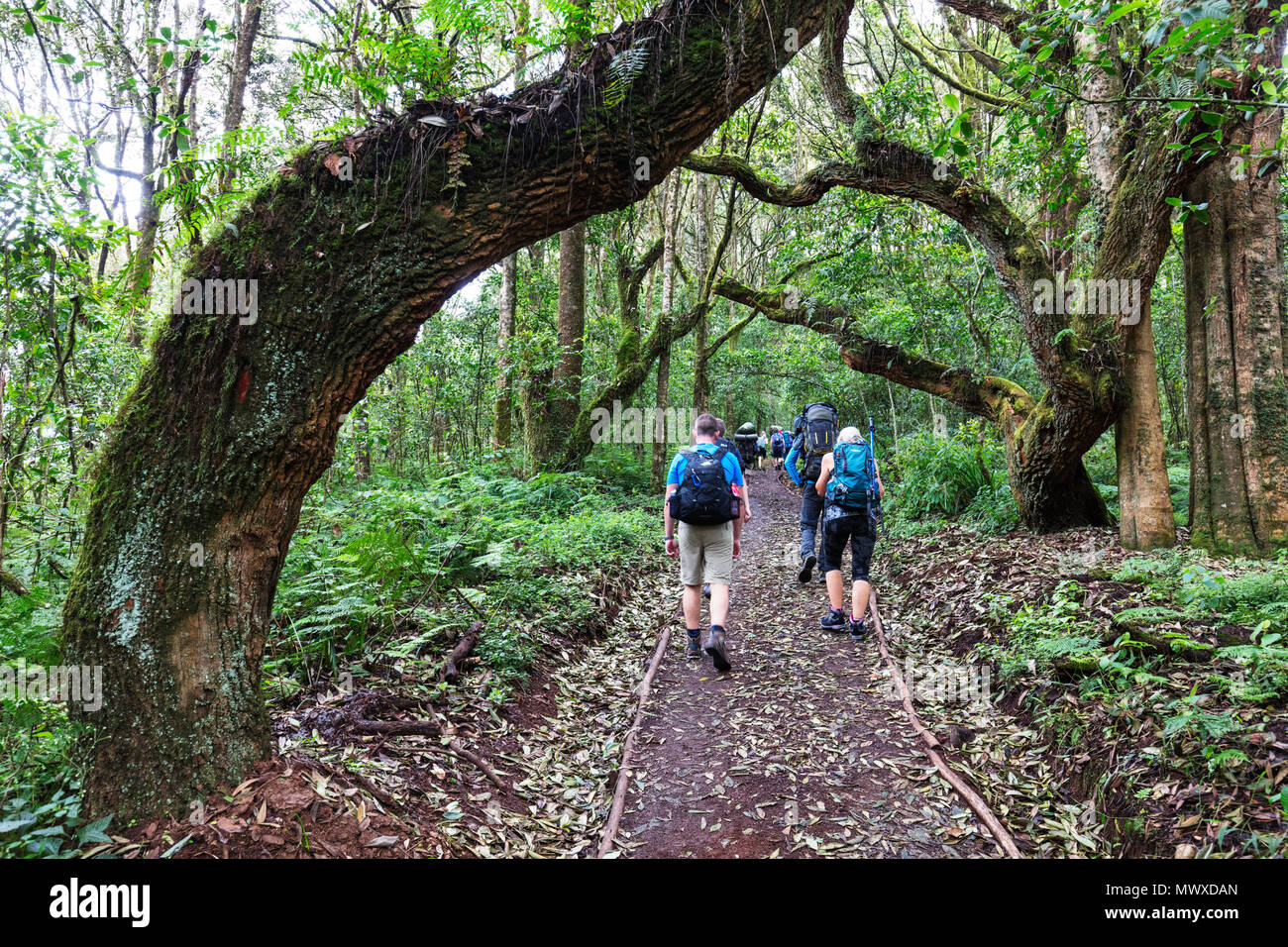 Les randonneurs dans la forêt tropicale, Parc national du Kilimandjaro, Site du patrimoine mondial de l'UNESCO, la Tanzanie, l'Afrique de l'Est, l'Afrique Banque D'Images