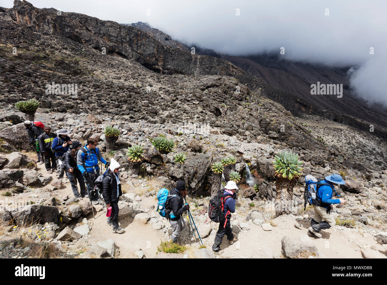 Les randonneurs sur un sentier, Parc national du Kilimandjaro, Site du patrimoine mondial de l'UNESCO, la Tanzanie, l'Afrique de l'Est, l'Afrique Banque D'Images