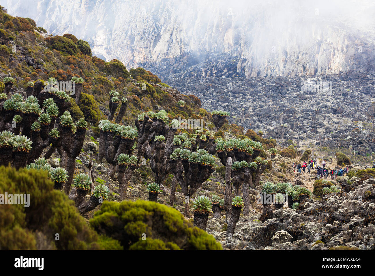 Lobelia morogoroensis les plantes et les randonneurs sur un sentier, Parc national du Kilimandjaro, Site du patrimoine mondial de l'UNESCO, la Tanzanie, l'Afrique de l'Est, l'Afrique Banque D'Images