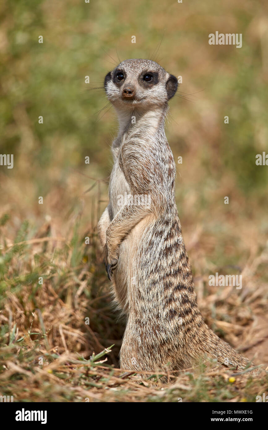 Meerkat () Suricate (Suricata suricatta), Mountain Zebra National Park, Afrique du Sud, l'Afrique Banque D'Images