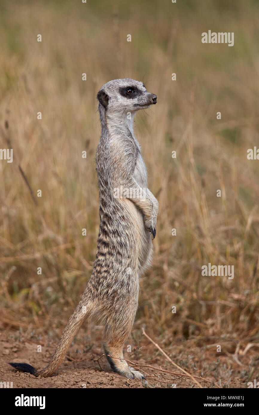 Meerkat () Suricate (Suricata suricatta), Mountain Zebra National Park, Afrique du Sud, l'Afrique Banque D'Images