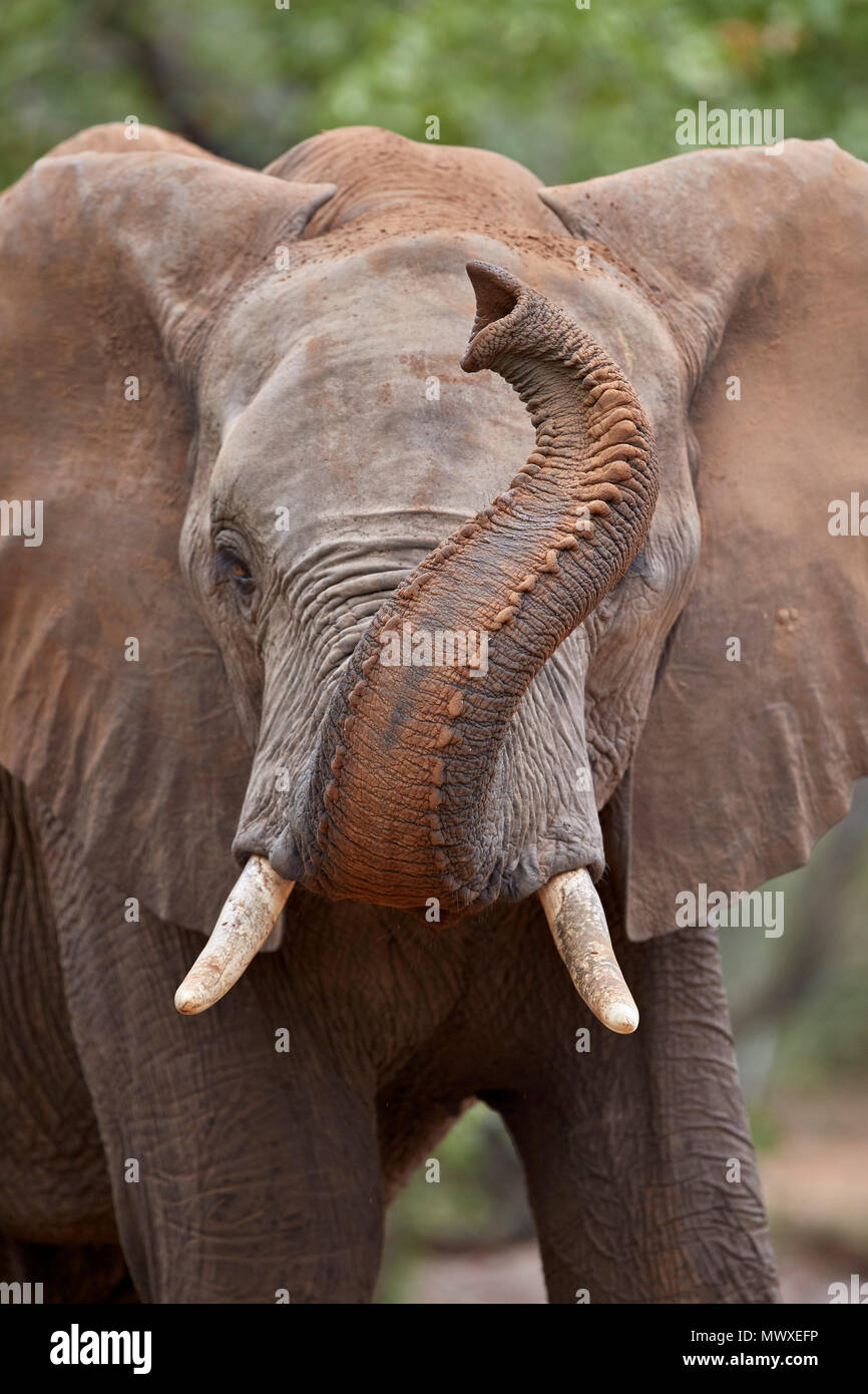 L'éléphant africain (Loxodonta africana) avec son tronc soulevé, Kruger National Park, Afrique du Sud, l'Afrique Banque D'Images