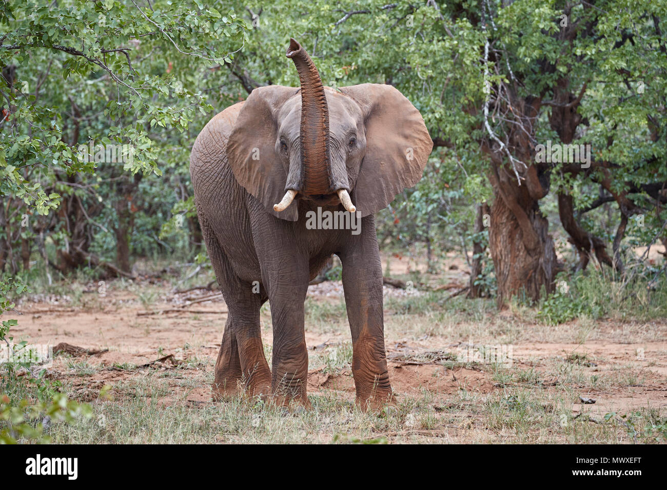 L'éléphant africain (Loxodonta africana) avec son tronc soulevé, Kruger National Park, Afrique du Sud, l'Afrique Banque D'Images