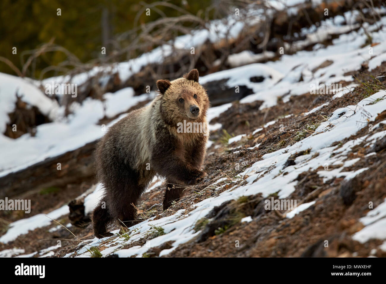Ours grizzli (Ursus arctos horribilis), d'un an cub, le Parc National de Yellowstone, UNESCO World Heritage Site, Wyoming, USA, Amérique du Nord Banque D'Images