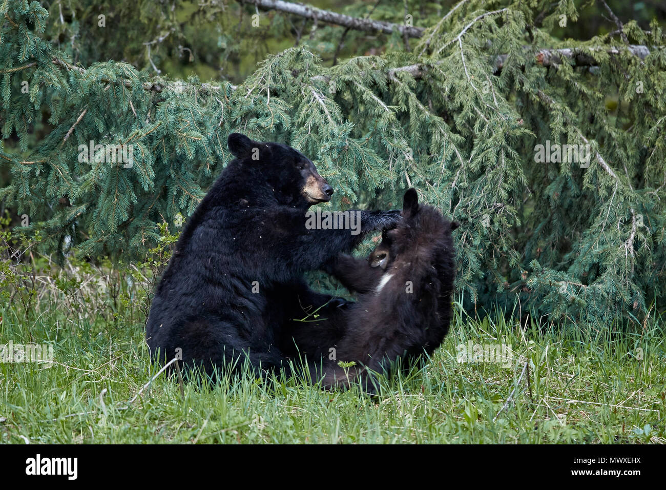 L'ours noir (Ursus americanus) sow et les cub jouant, le Parc National de Yellowstone, UNESCO World Heritage Site, Wyoming, USA, Amérique du Nord Banque D'Images