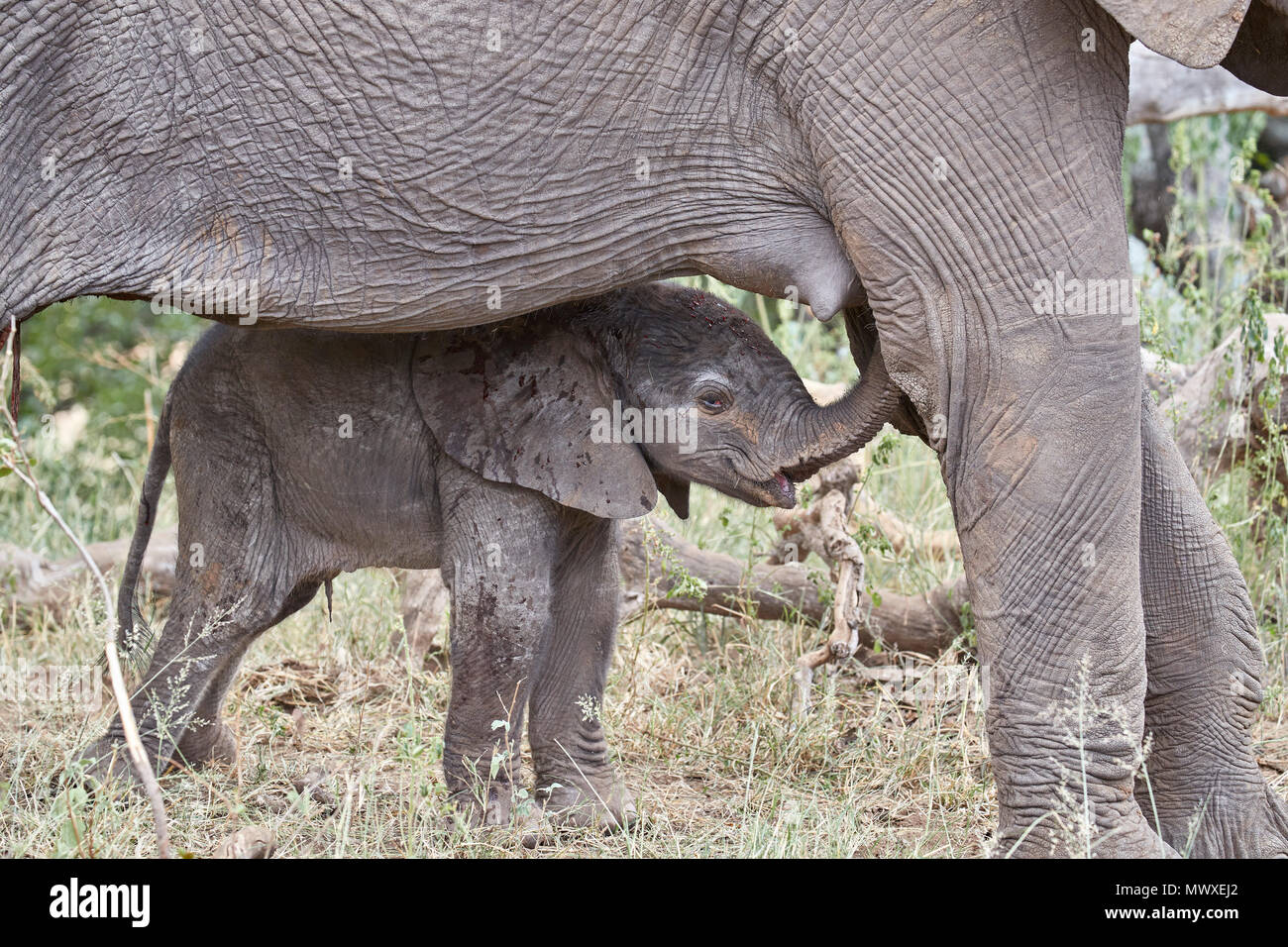 Jours-old African Elephant (Loxodonta africana) calf, Kruger National Park, Afrique du Sud, l'Afrique Banque D'Images