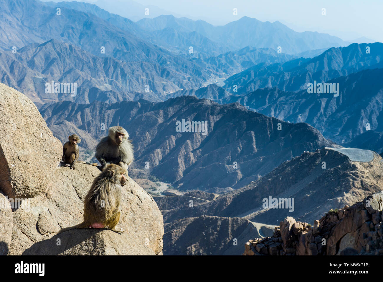 Les babouins sur falaise de montagne, Abha, Arabie saoudite, Moyen Orient Banque D'Images