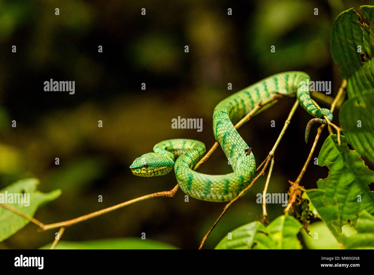 Green Tree pit viper dans le parc national du Gunung Mulu, Malaisie, Bornéo, en Asie du Sud-Est, l'Asie Banque D'Images