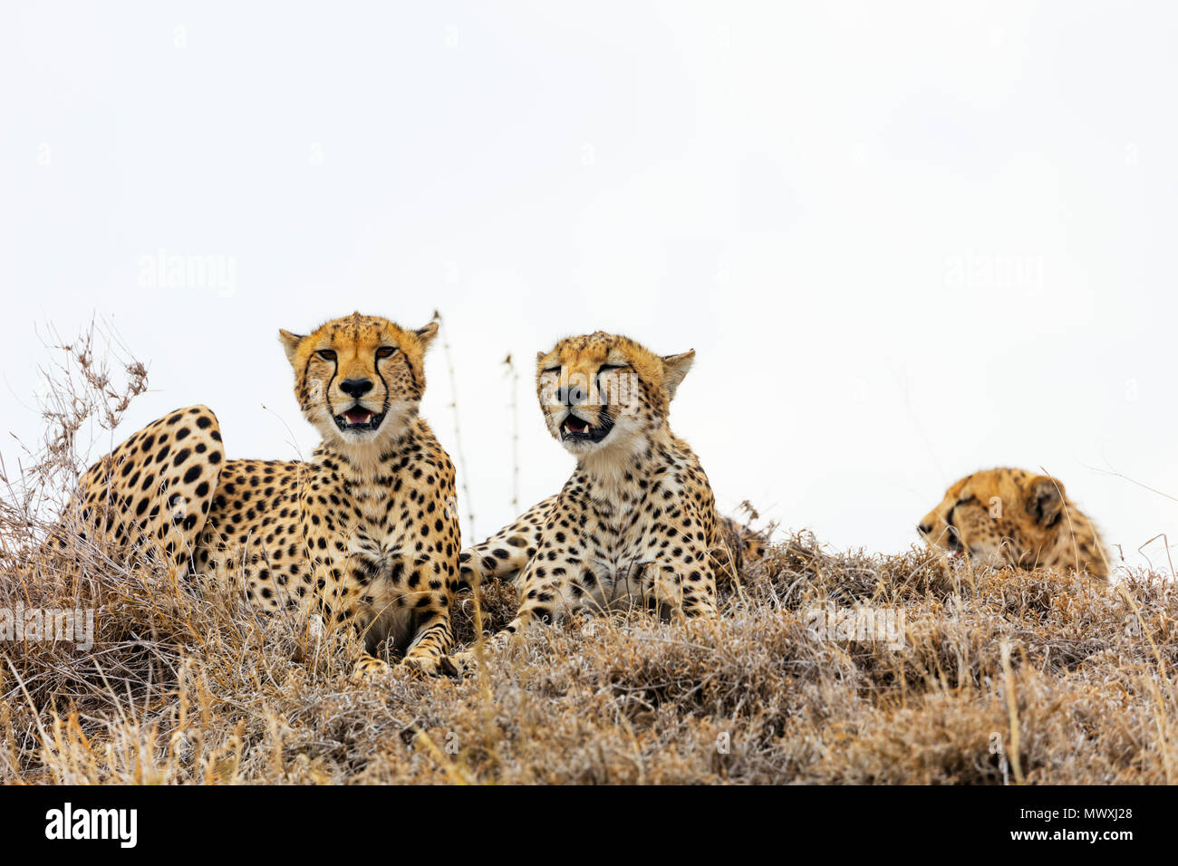 Le Guépard (Acinonyx jubatus), le cratère du Ngorongoro Conservation Area, Site du patrimoine mondial de l'UNESCO, la Tanzanie, l'Afrique de l'Est, l'Afrique Banque D'Images