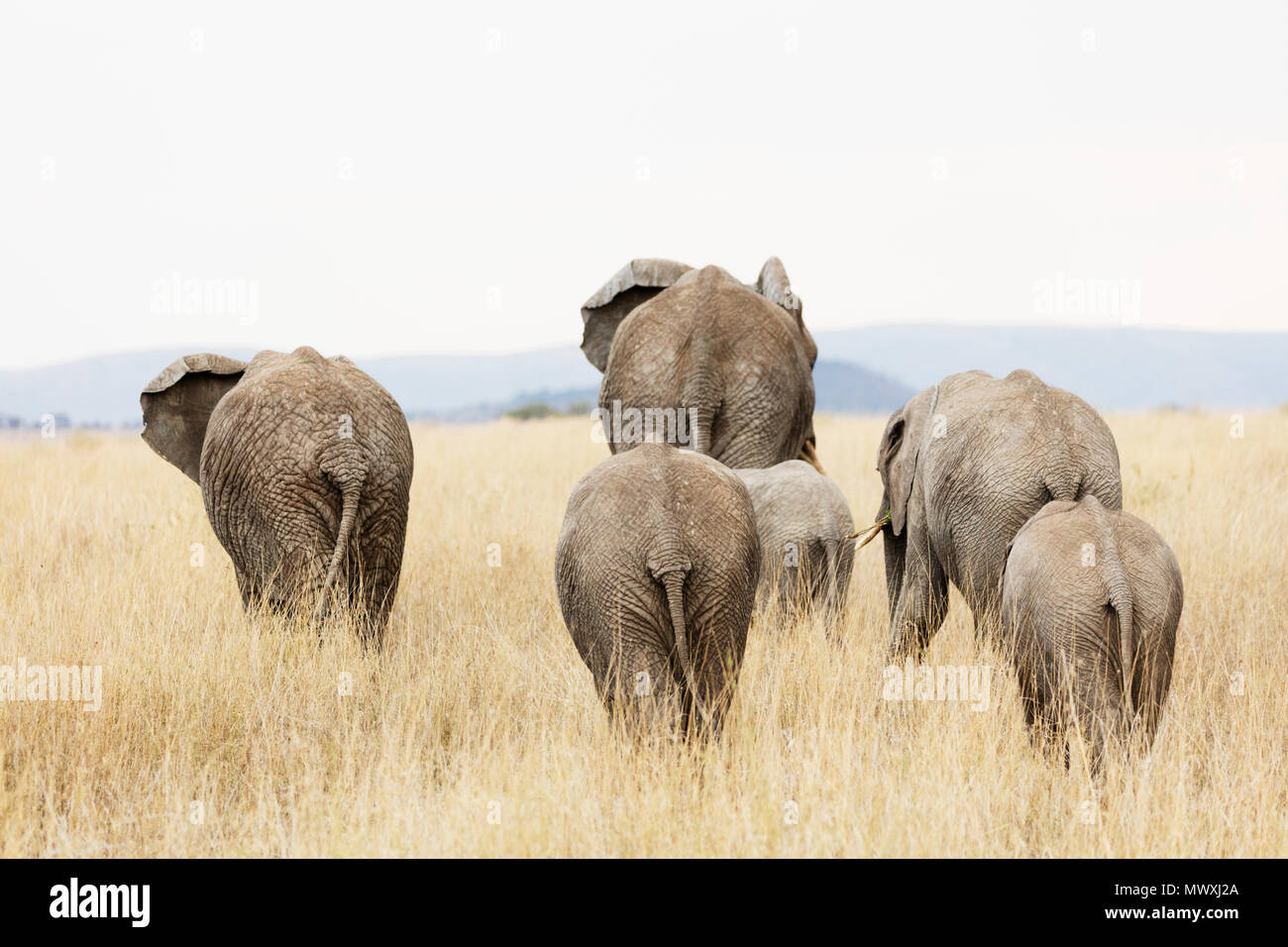 Famille d'éléphant africain (Loxodonta africana), le Parc National du Serengeti, Site du patrimoine mondial de l'UNESCO, la Tanzanie, l'Afrique de l'Est, l'Afrique Banque D'Images