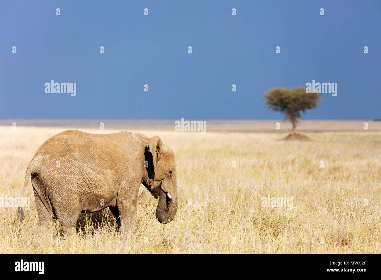 L'éléphant africain (Loxodonta africana), le Parc National du Serengeti, Site du patrimoine mondial de l'UNESCO, la Tanzanie, l'Afrique de l'Est, l'Afrique Banque D'Images