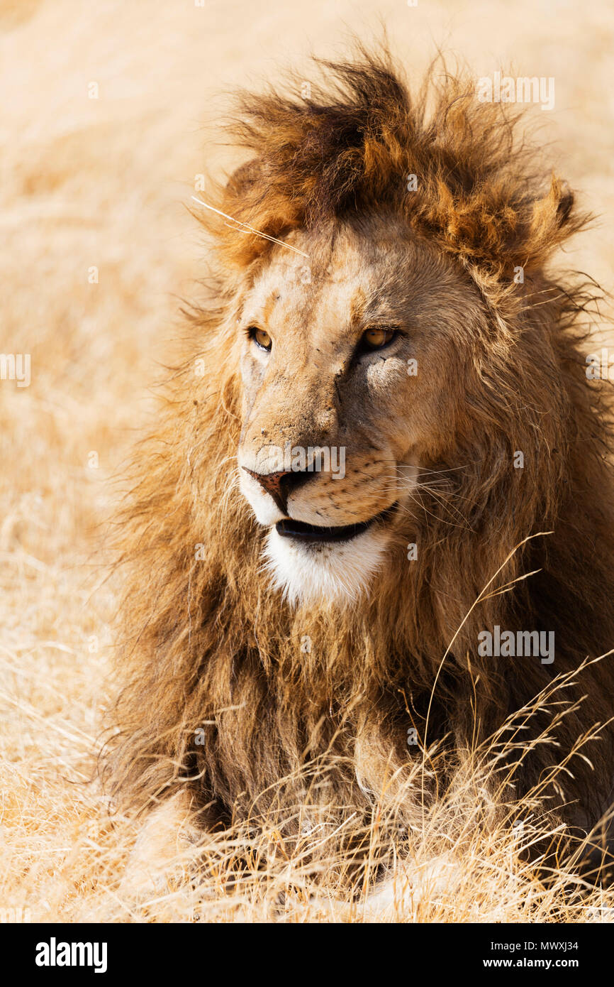 Lion (Panthera leo), le cratère du Ngorongoro Conservation Area, Site du patrimoine mondial de l'UNESCO, la Tanzanie, l'Afrique de l'Est, l'Afrique Banque D'Images