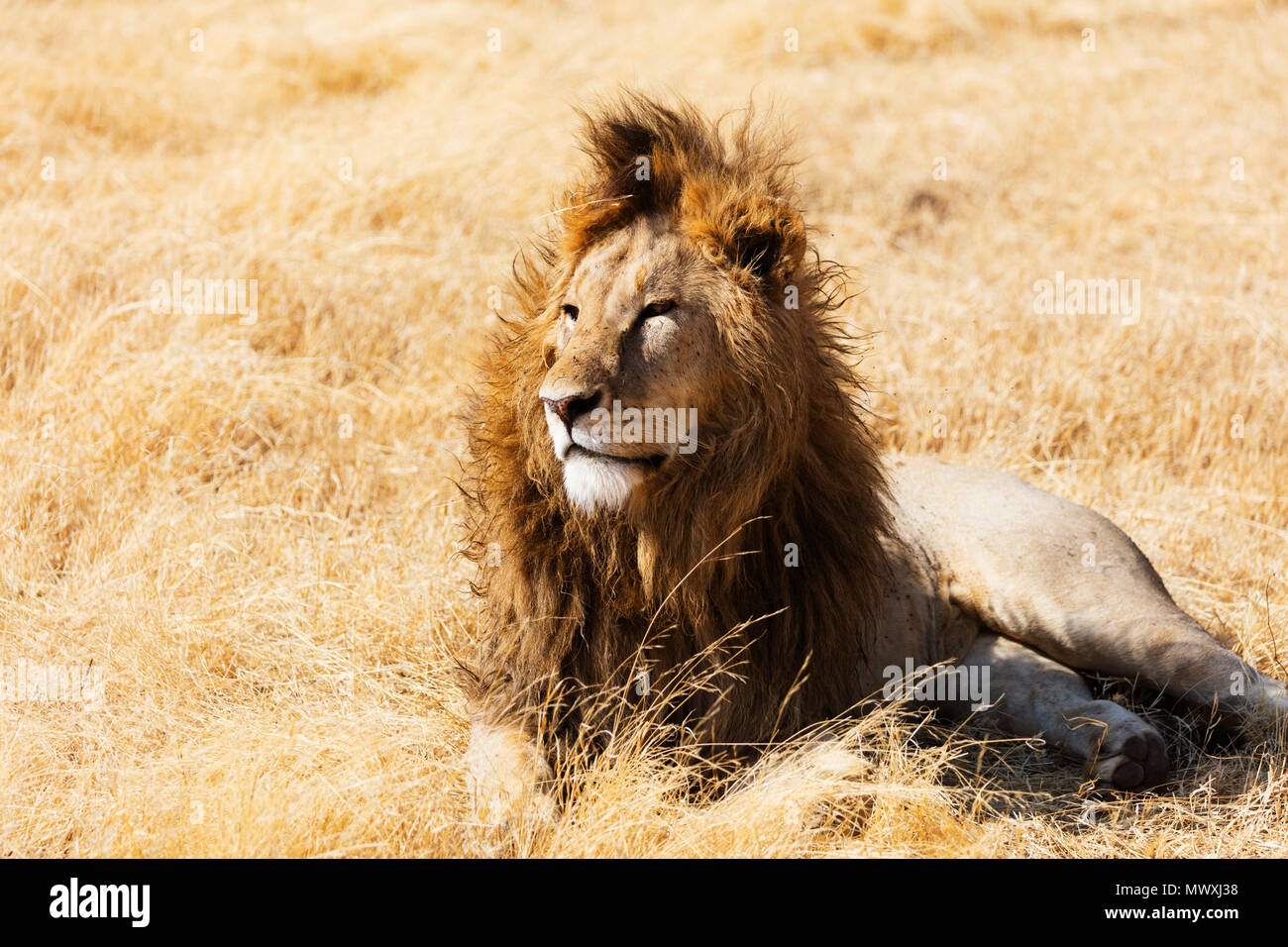 Lion (Panthera leo), le cratère du Ngorongoro Conservation Area, Site du patrimoine mondial de l'UNESCO, la Tanzanie, l'Afrique de l'Est, l'Afrique Banque D'Images