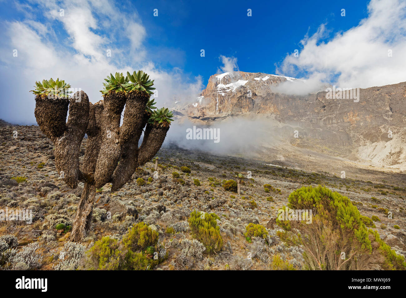 Lobelia morogoroensis les plantes, Parc national du Kilimandjaro, Site du patrimoine mondial de l'UNESCO, la Tanzanie, l'Afrique de l'Est, l'Afrique Banque D'Images