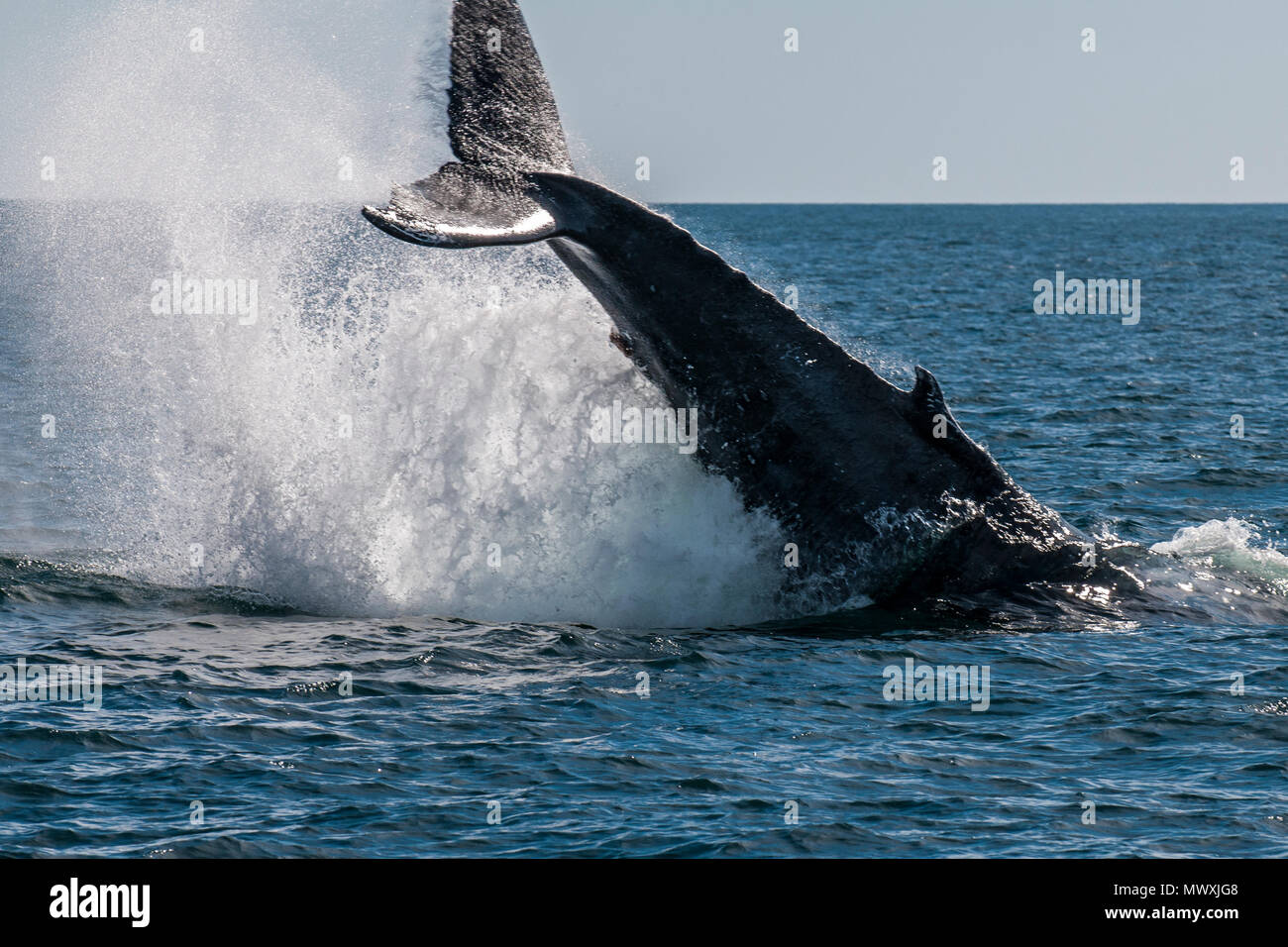 Baleine à bosse (Megaptera novaeangliae) tail slapping, Résurrection Bay, Kenai Fjords National Park, Alaska, États-Unis d'Amérique, Amérique du Nord Banque D'Images