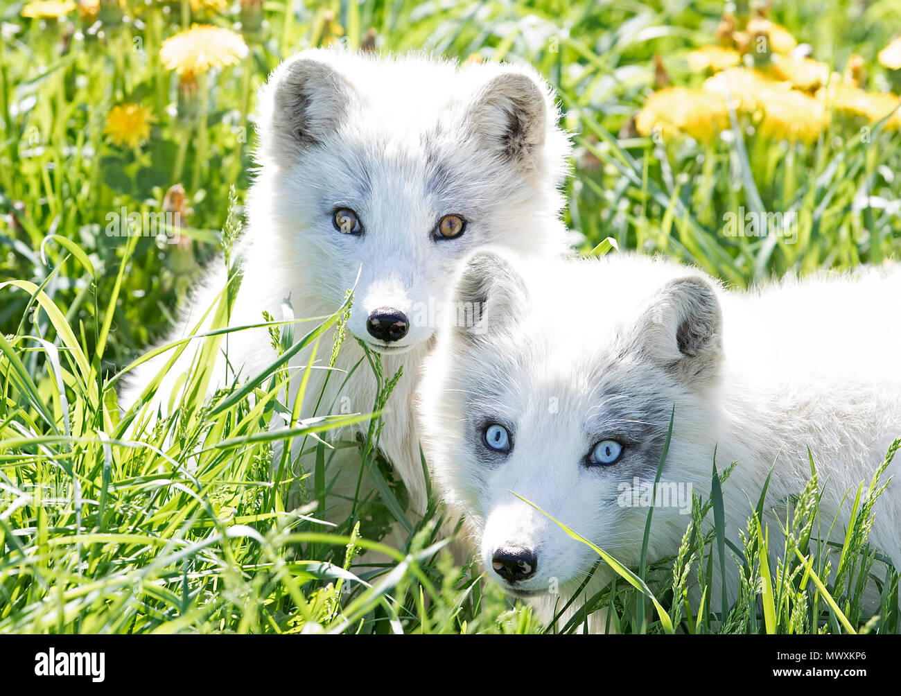 Kit et le renard arctique (Vulpes lagopus) dans l'herbe au Canada Banque D'Images