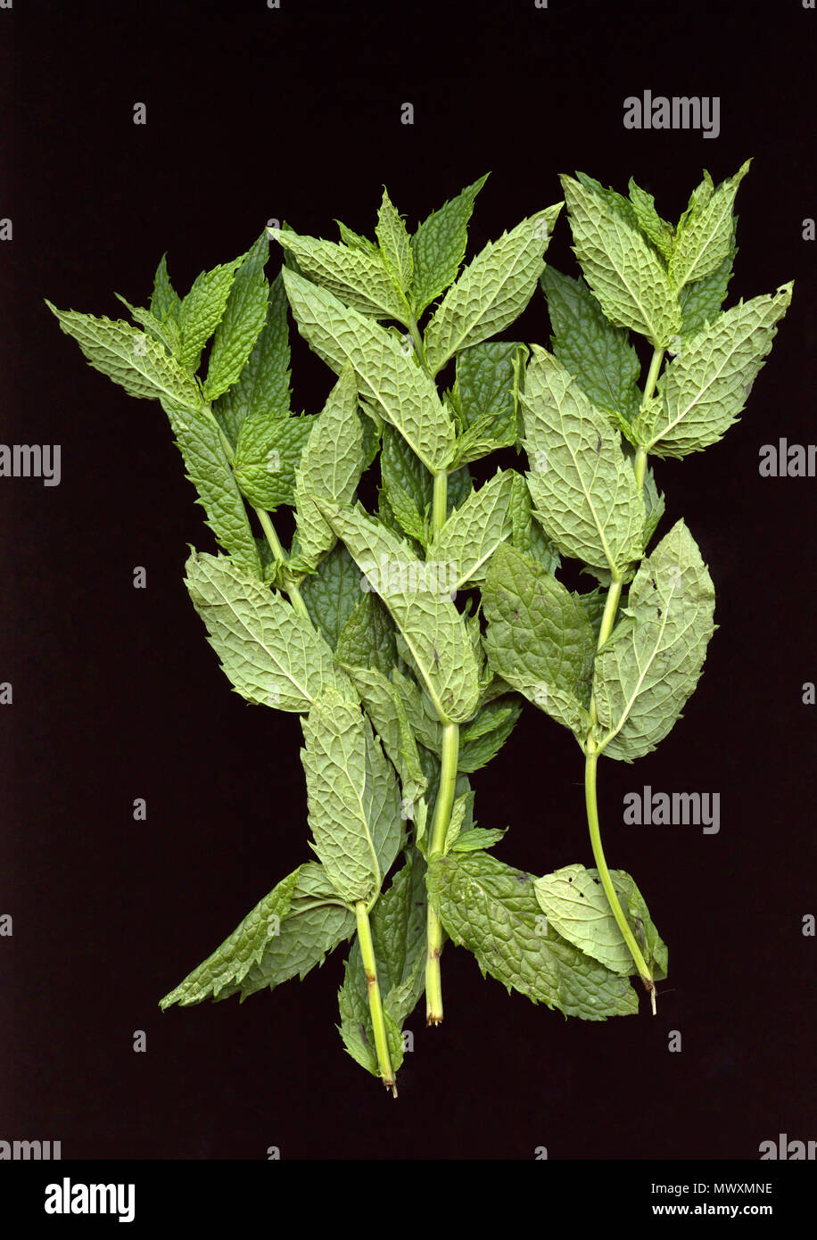 Plan de feuilles de menthe sur fond noir Banque D'Images